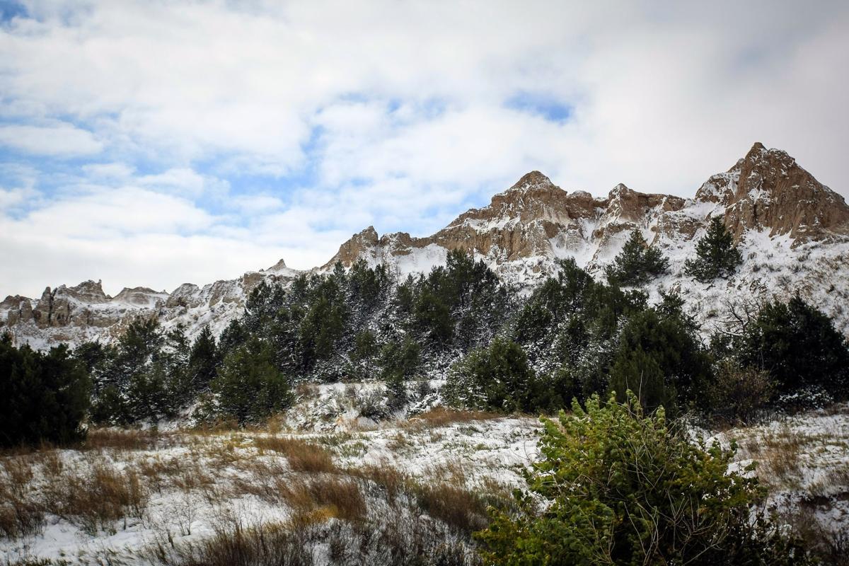 Badlands Bison Release