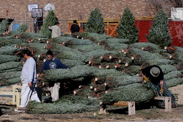 club for boys sells christmas trees for annual fundraiser club for boys sells christmas trees for annual fundraiser