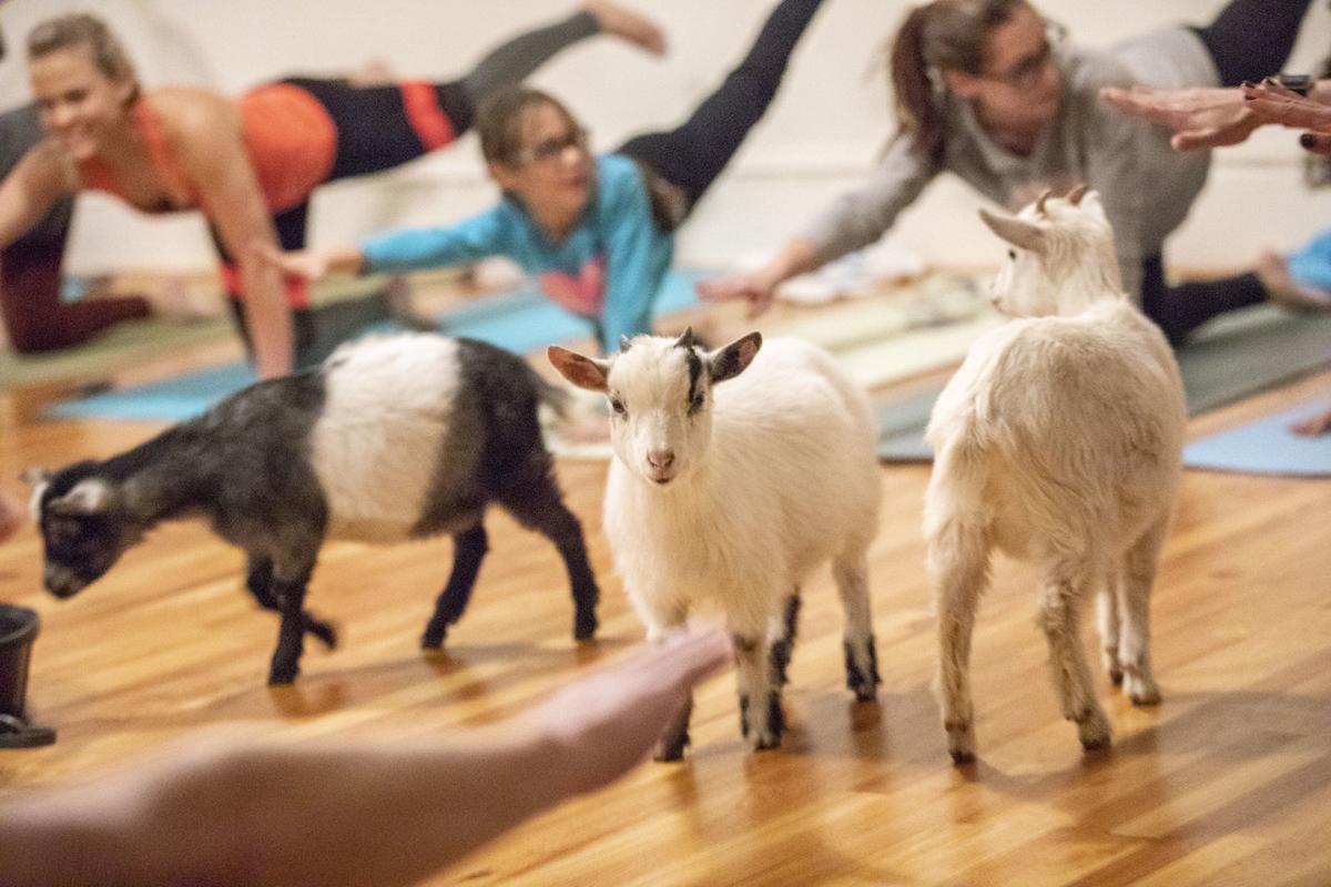 Rapid City yoga studio stretches its limits with help from goats