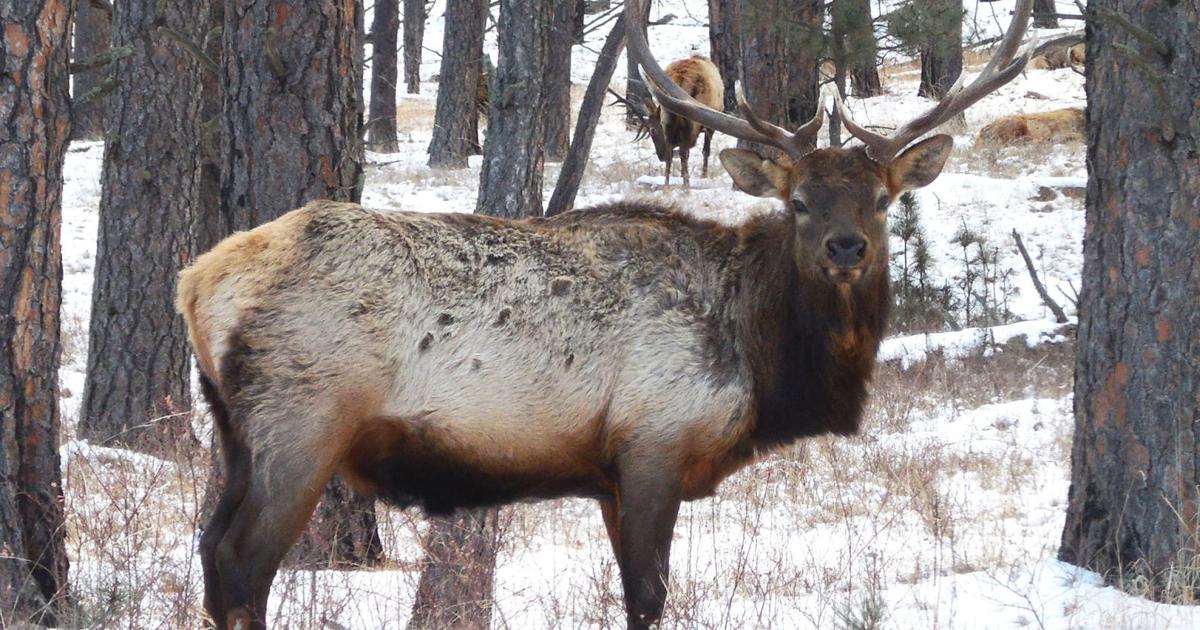 Elk Ridge Sd Where to see elk in the Black Hills of South Dakota