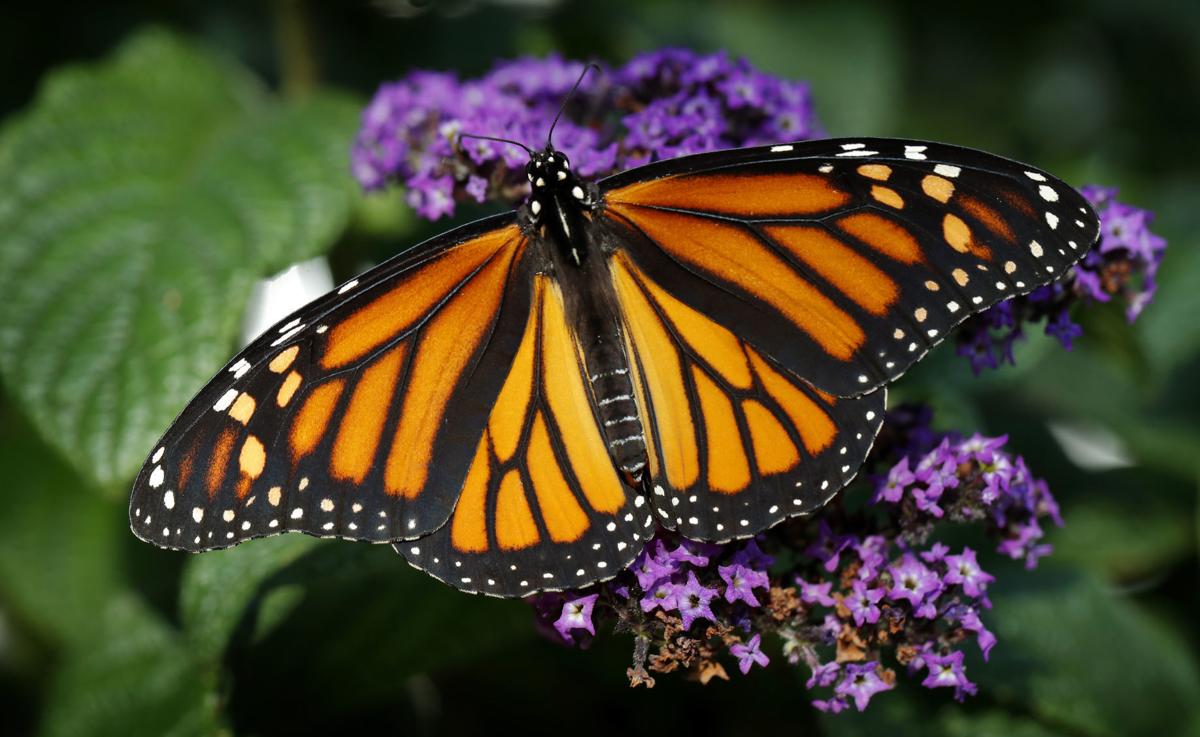 Exchange Missing Monarchs (copy)