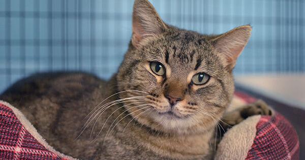 Black Hills Humane Society Pet of the Week: Judgmental Max