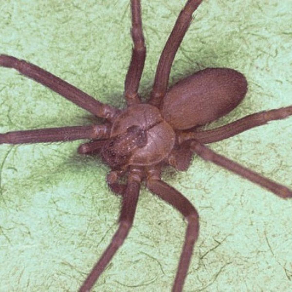Non Native Spiders Cause Problems News Rapidcityjournal Com