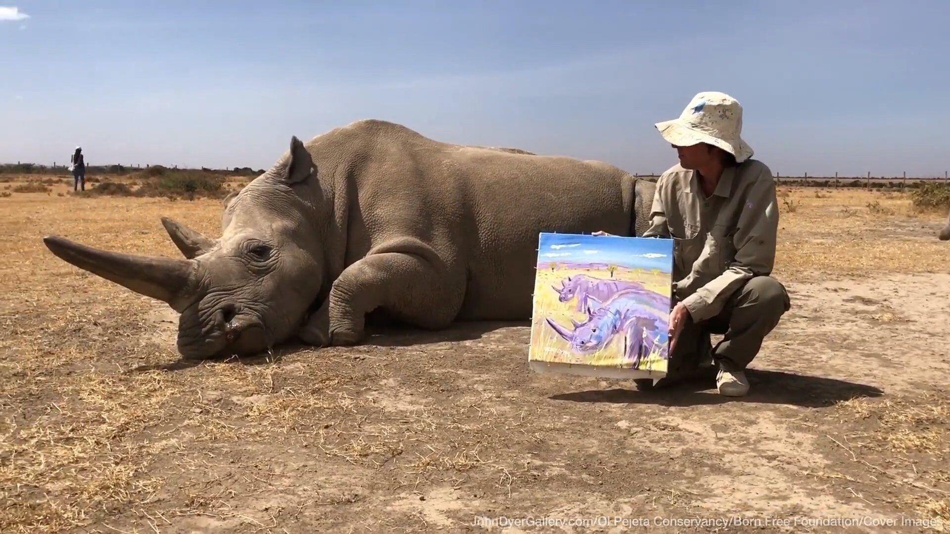 British artist makes heart breaking trip to paint last two northern white  rhinos