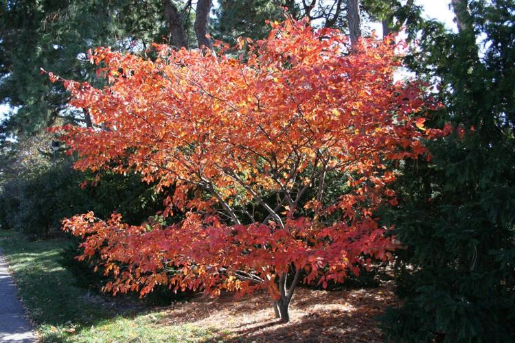 falltree.jpg