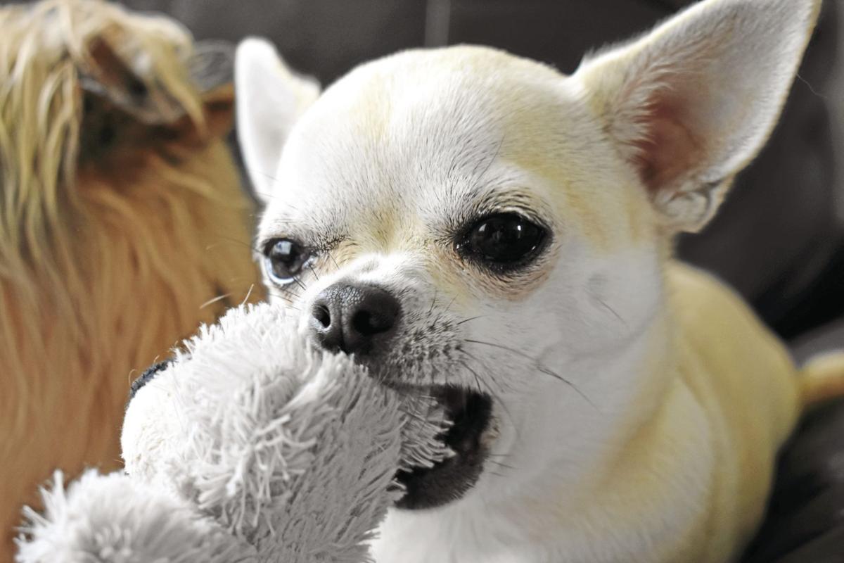 Dog