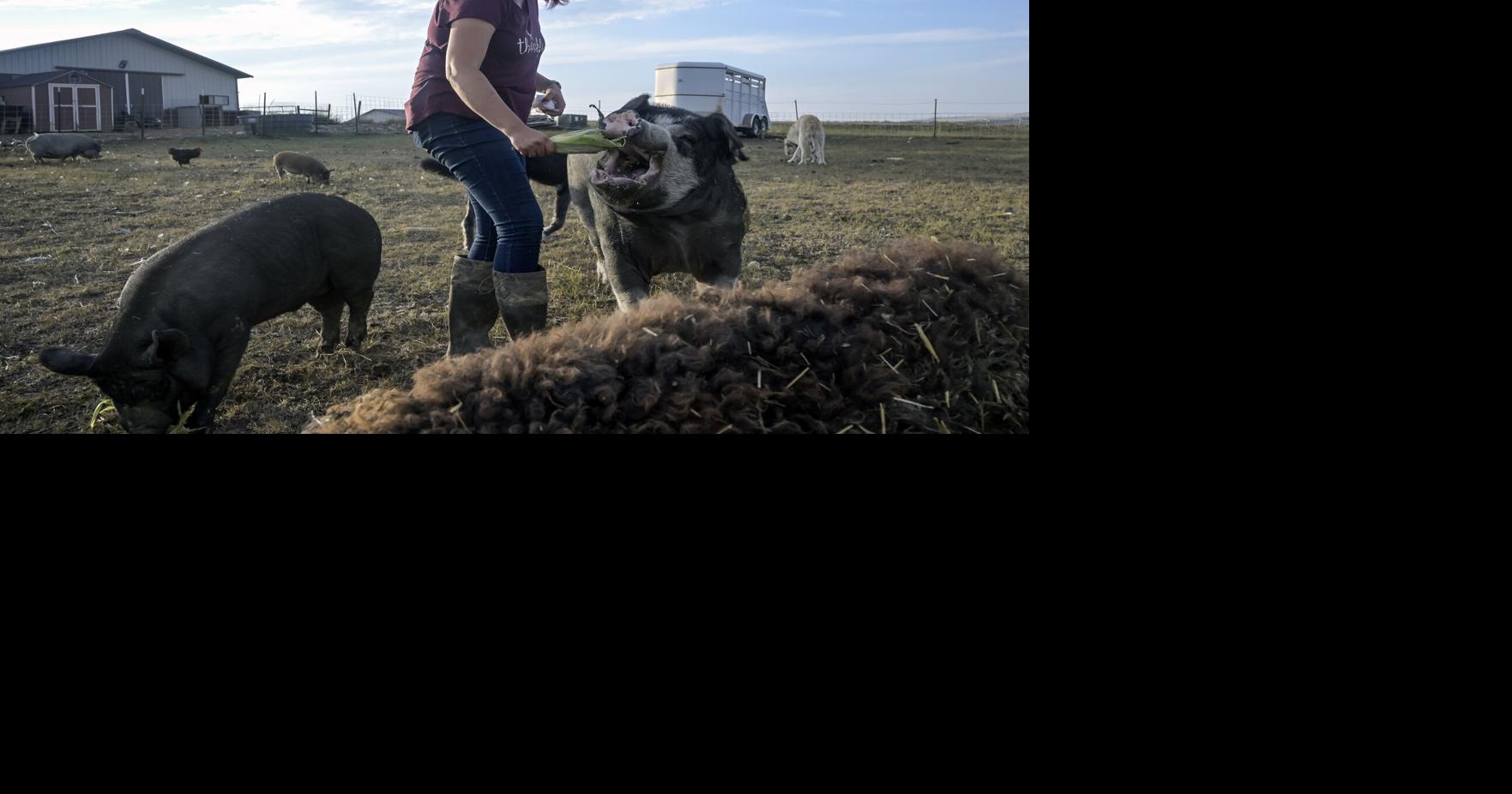 Abandoned pigs find refuge at South Dakota's Nuisance Farm