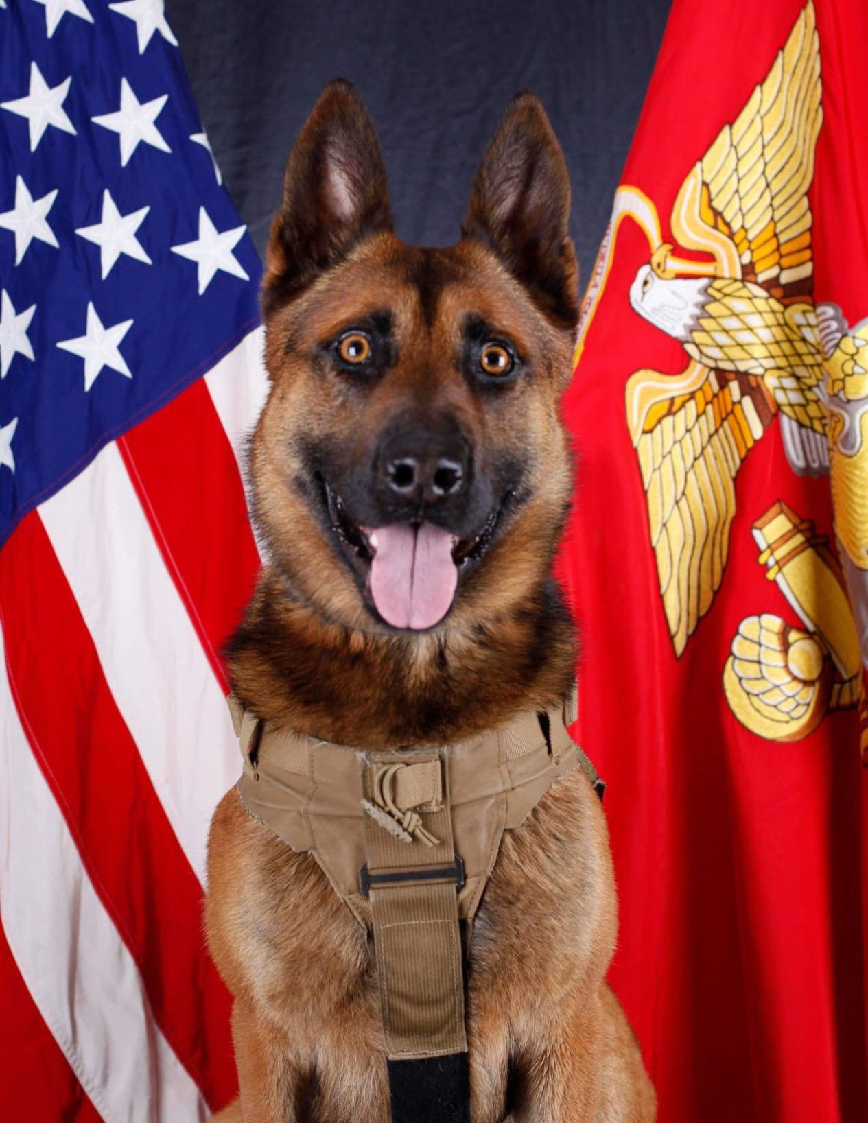 Military Dog To Receive Medal Of Bravery Local Rapidcityjournal Com
