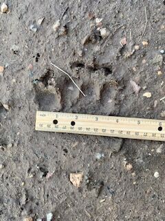 Bear Paw Print