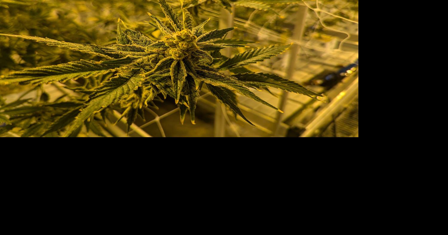 Marijuana