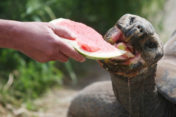 Reptile Gardens Celebrates Tortoise S 130th Birthday News