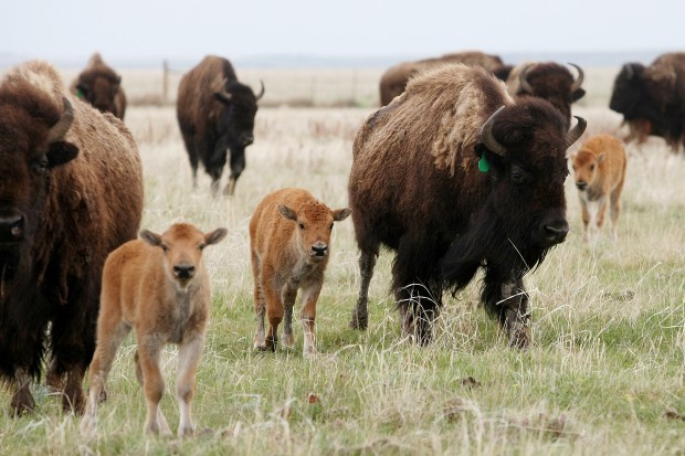 052712-nws-bison bill