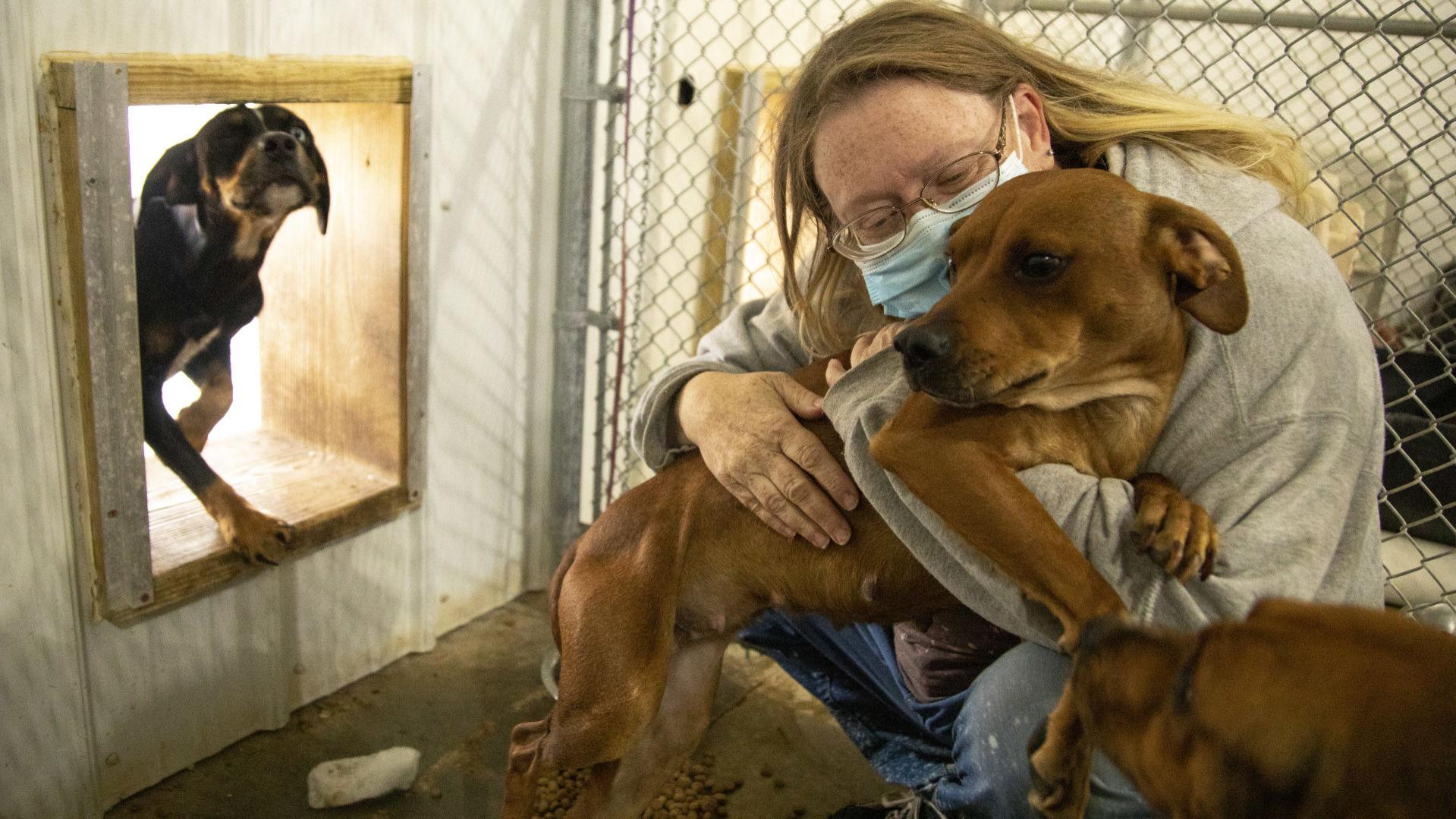 35 Dogs Rescued Near Whitewood Were Starving Shelter Says Local Rapidcityjournal Com