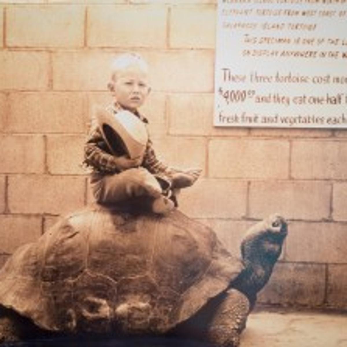 Reptile Gardens Tortoise Methuselah Dies News