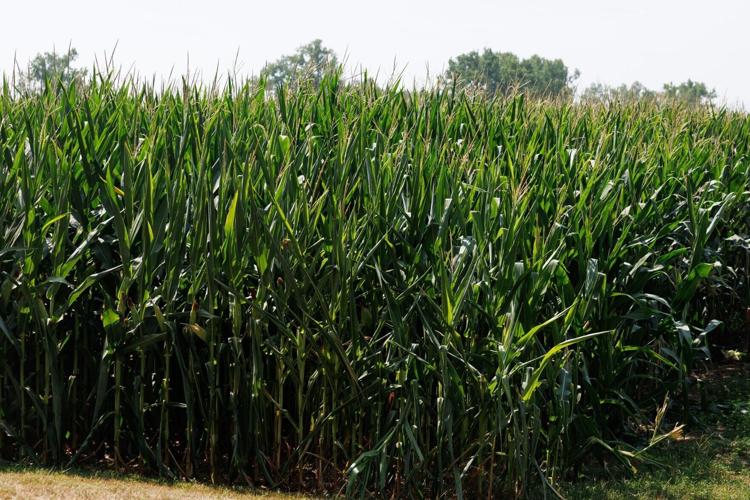 072826-owh-new-corn