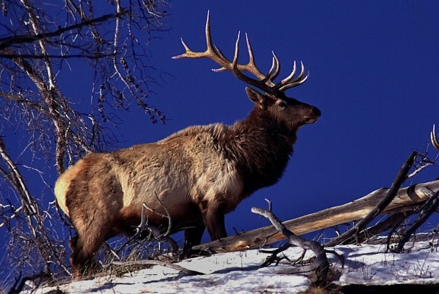 5 most common big-game species in South Dakota | Rcj | rapidcityjournal.com
