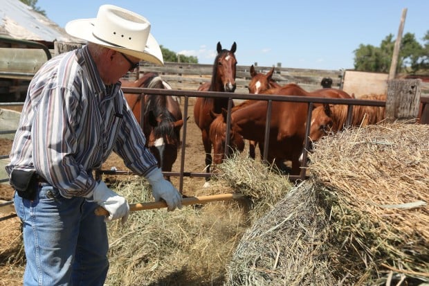 Harvest Horses Producers harvesting far less hay than last year News 