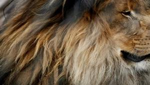Lions And Tigers And Bears Allowed But With Heavy Regulation