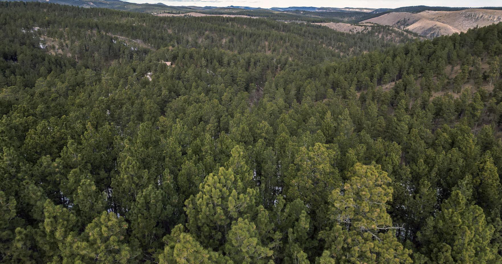 Prescribed Fire planned for Northern Black Hills Wednesday - Vimarsana News