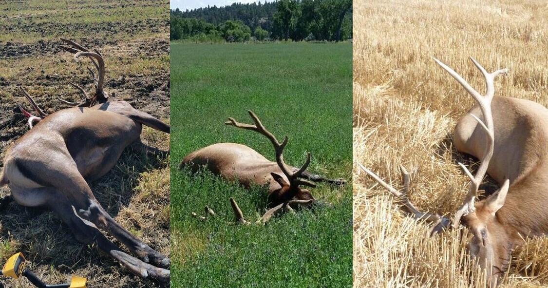 Roundup man loses hunting privileges after elk poaching - Vimarsana News