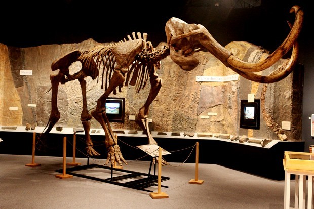 Hebior mammoth makes impression in the Hills