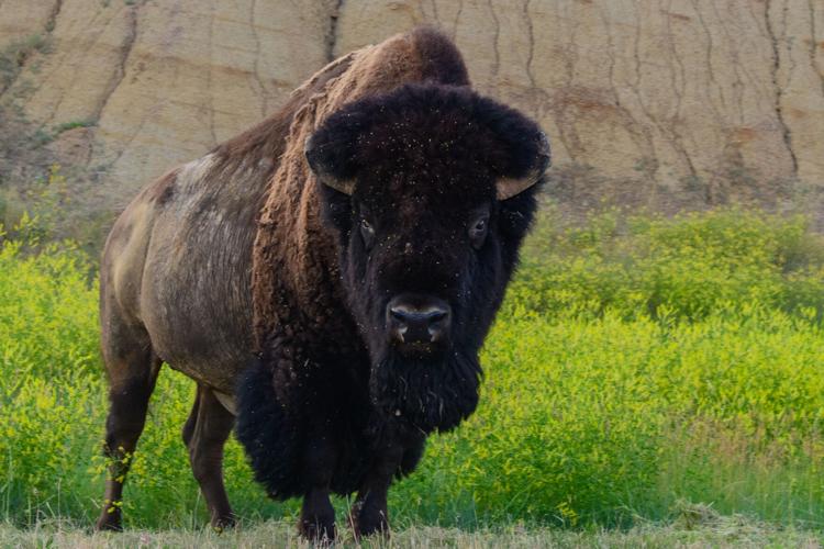 Buffalo in Badlands - Bonnie Law.jpg