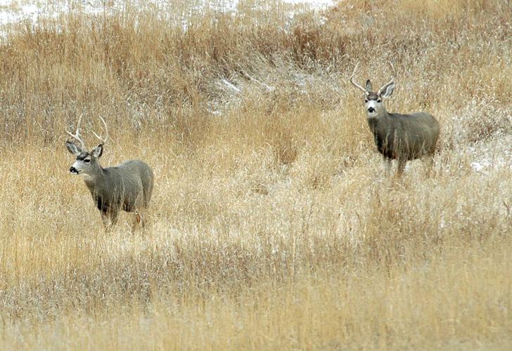 buck pair
