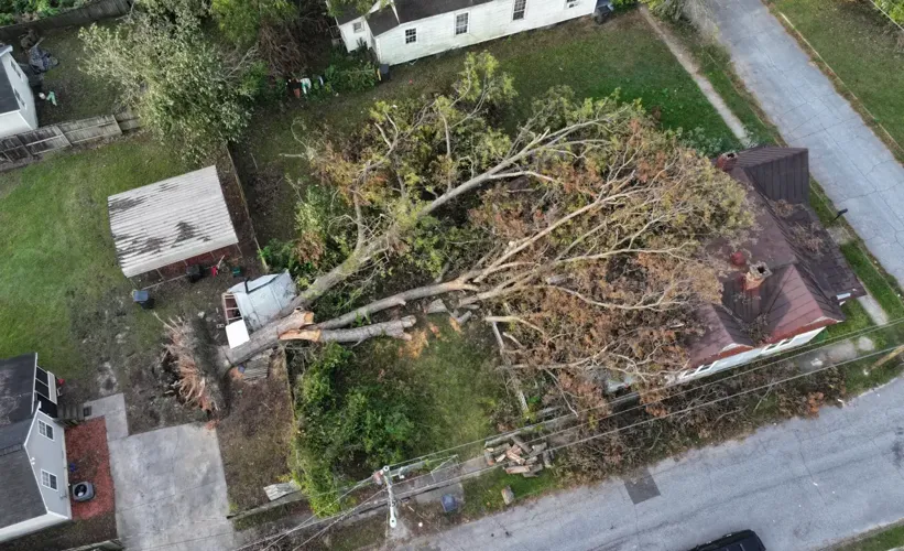 treeonhouse.jpg