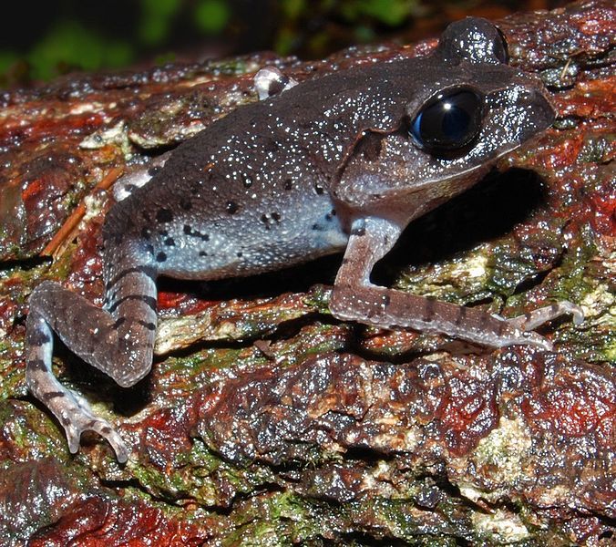 5 recently-discovered species in the Himalayas | Rcj | rapidcityjournal.com