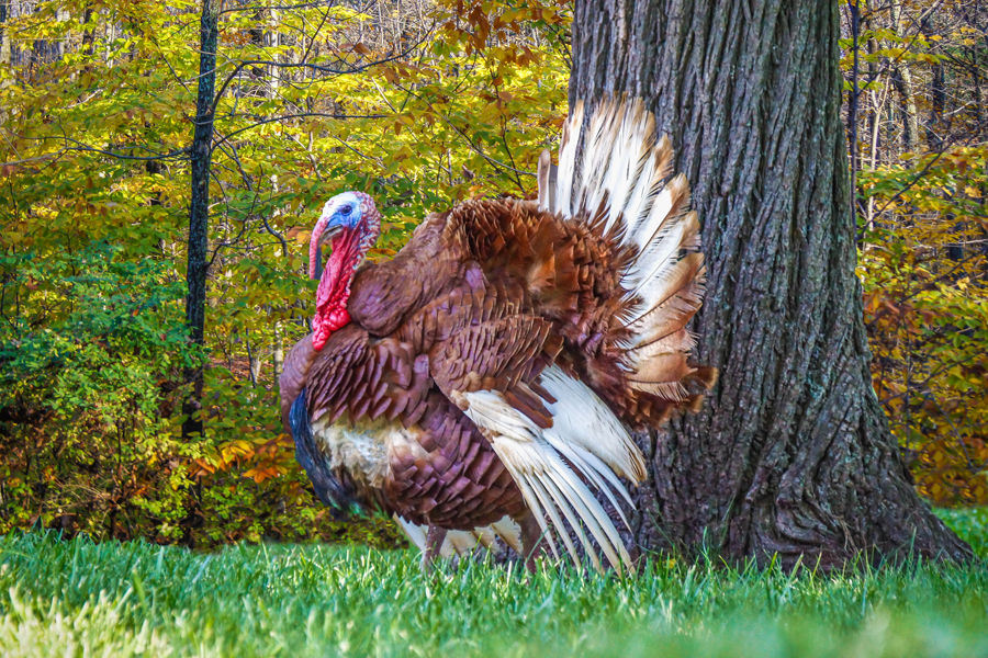multispecies lottery permit applications accepted beginning jan 2 turkey