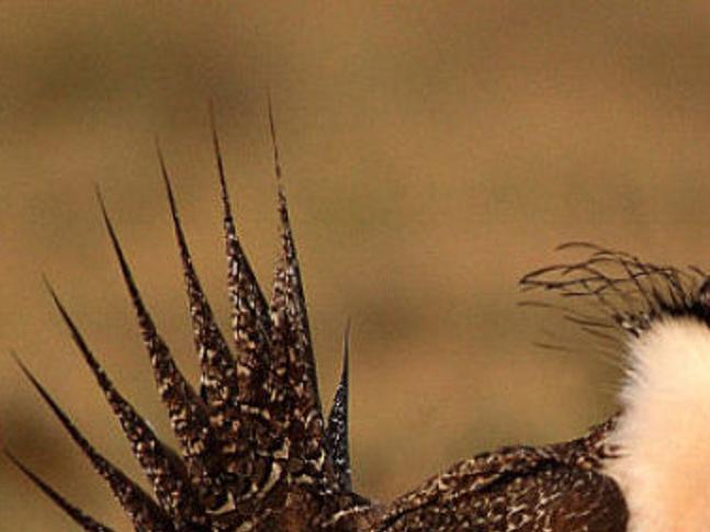 Endangered Species Day Saving Rare Animals Is Difficult Local Rapidcityjournal Com