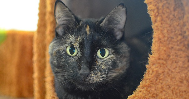 Black Hills Humane Society Pet of the Week: Ivory