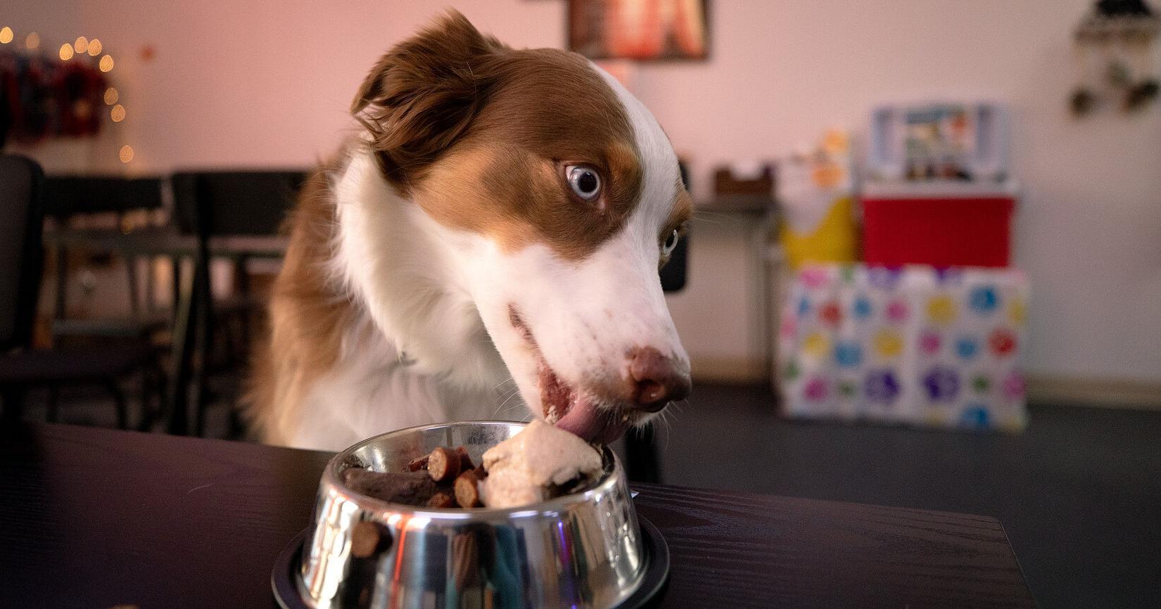 Tucson's Cones for Bones offers ice cream dog treats - Vimarsana News