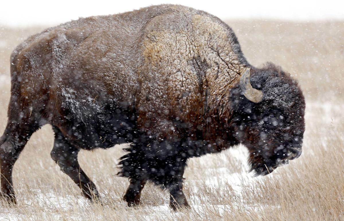 121316-nws-bison001.JPG (copy)