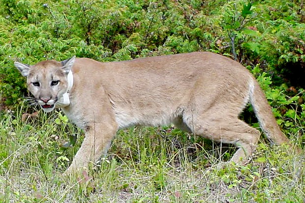 Used Cars For Sale In Chicago >> GF&P raises mountain lion estimate in Black HIlls Used Cars For Sale In Chicago >> GF&P raises mountain lion estimate in Black HIlls