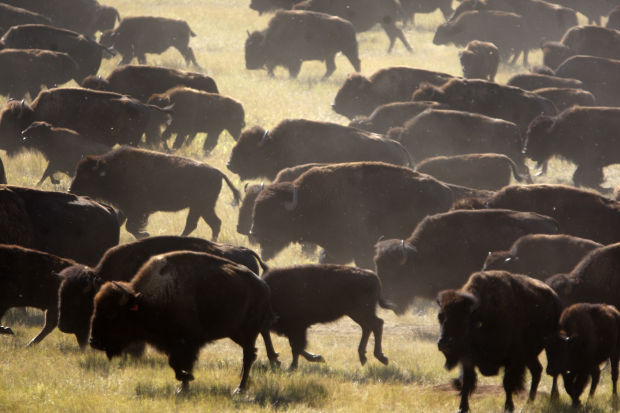 F.Kr. Erhvervelse Email 5 largest public bison herds in the U.S. | Rcj | rapidcityjournal.com