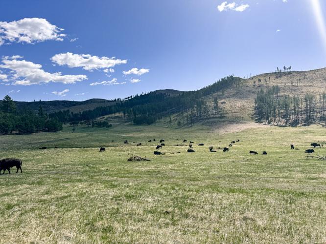Custer State Park.jpg