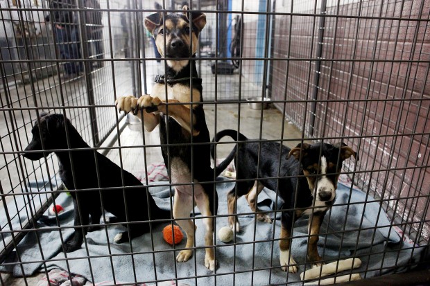 Rapid City shelter sees spike in animal intake | News ...