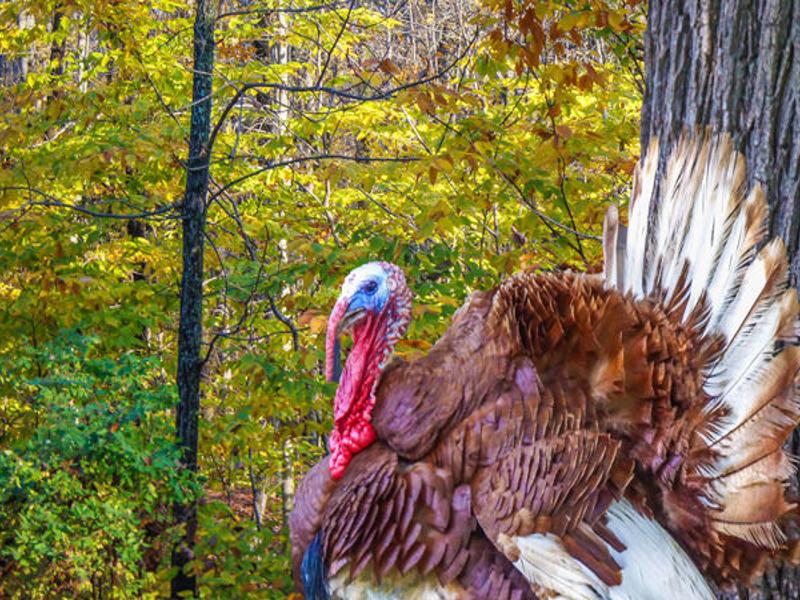 Winter Scouting For Spring Turkeys Rapidcityjournal Com