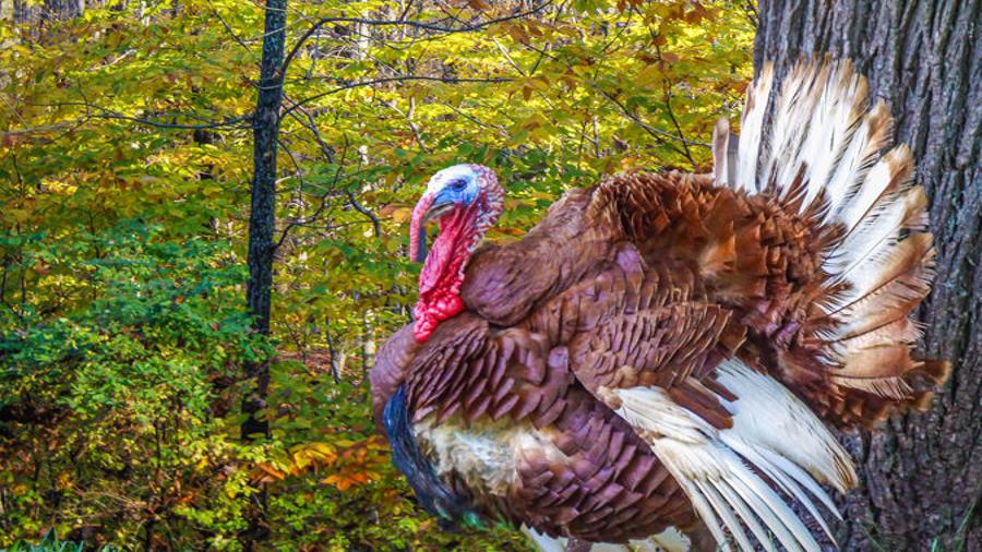 Winter Scouting For Spring Turkeys Rapidcityjournal Com