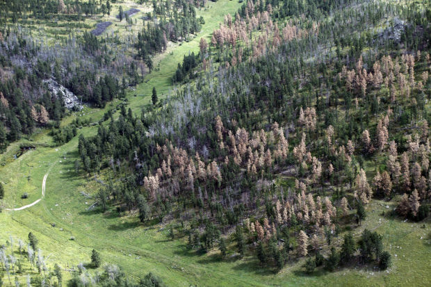 020516-nws-forest
