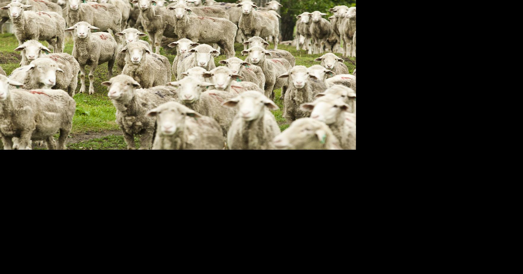 South Dakota Sheep Growers Association baaaaaaaack in Spearfish