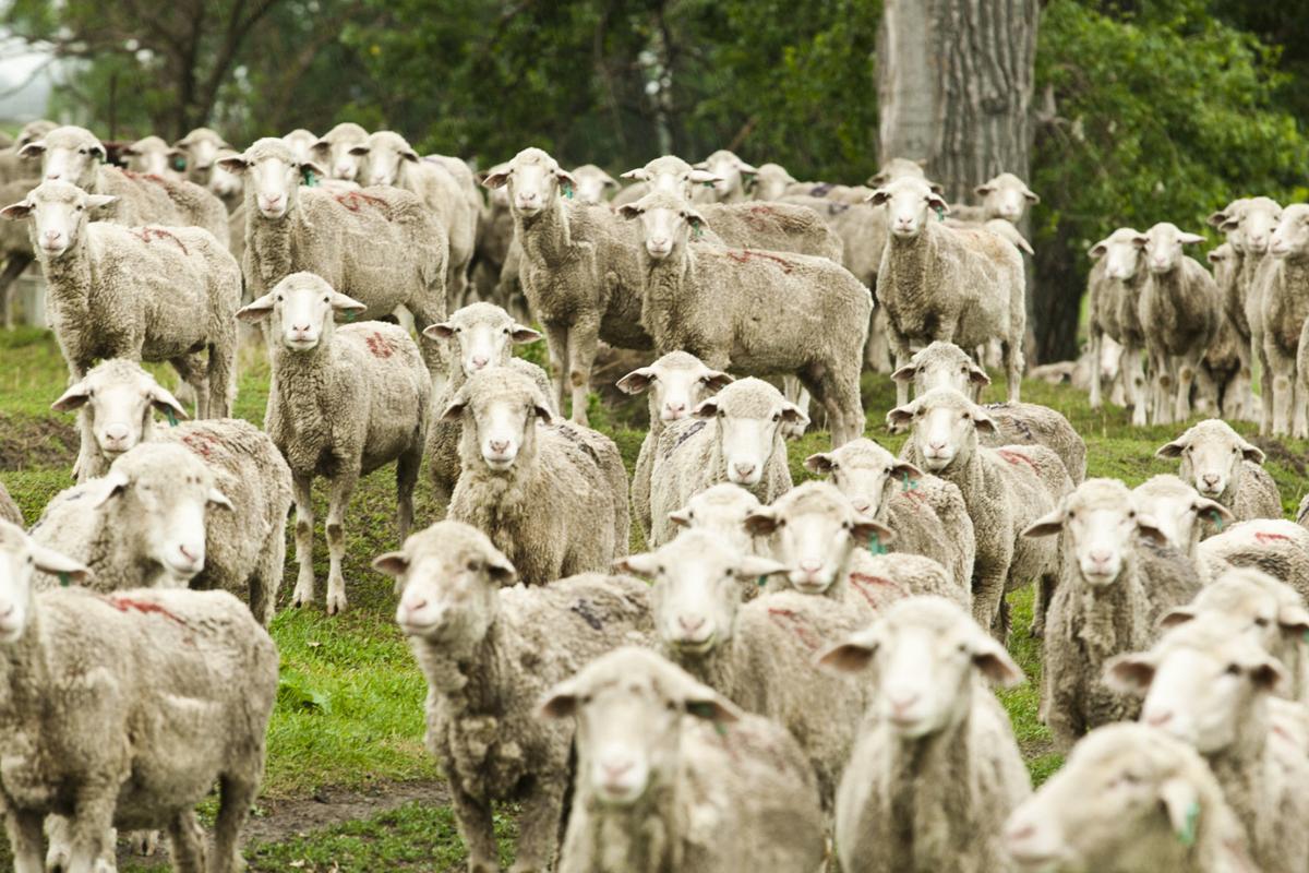 South Dakota Sheep Growers Association baaaaaaaack in Spearfish