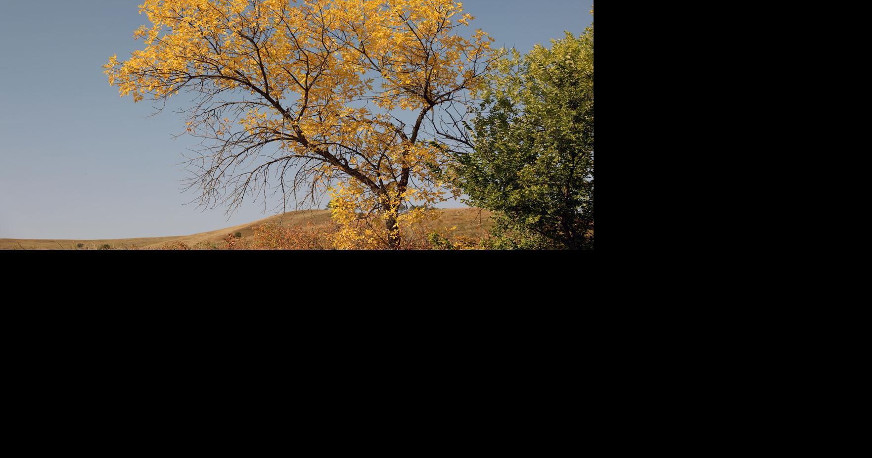 PHOTO: Fall colors — plus burros and prairie dogs — at Custer State Park