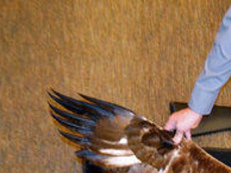 17 People And Two Pawn Shops Sentenced For Eagle Trafficking