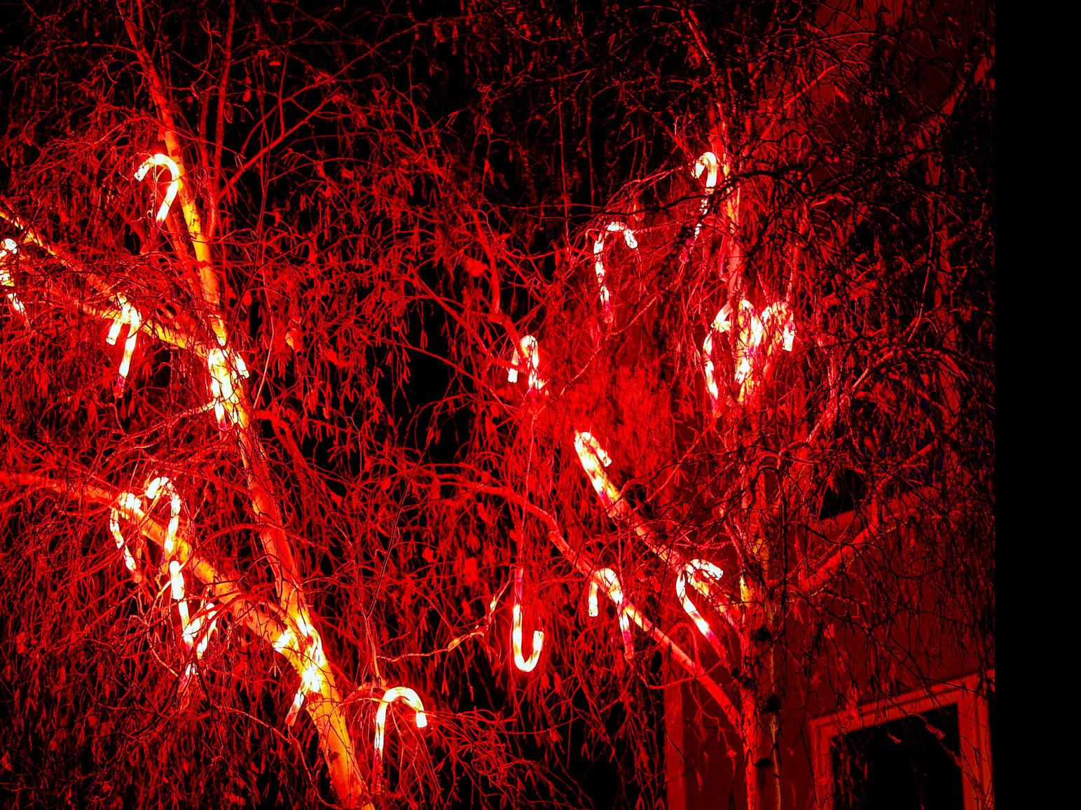 Need Christmas Cheer Visit Candy Cane Lane Local