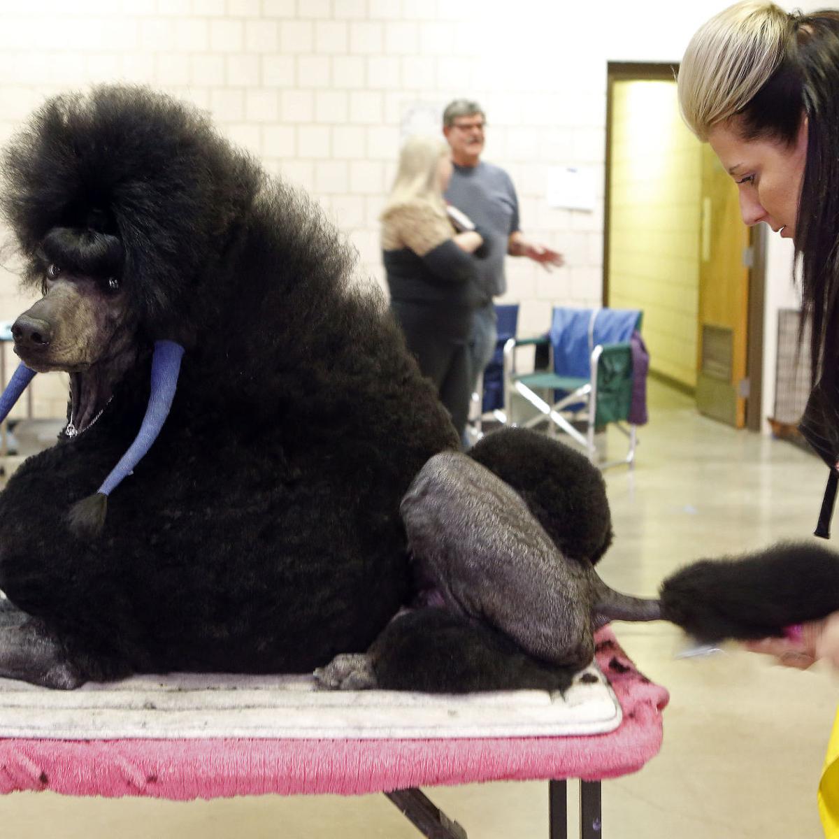 23+ Standard Poodle Dog Show