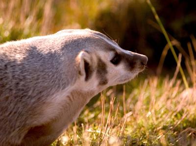badger