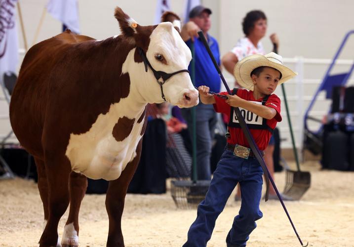 Junior National Hereford Expo 1