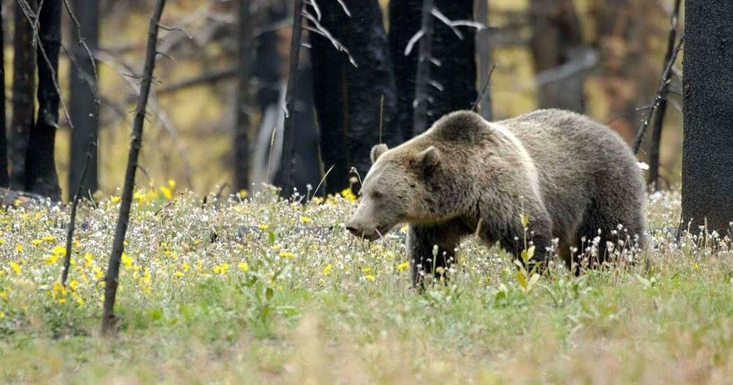 Groups sue Montana over wolf trapping in grizzly habitat - Vimarsana News